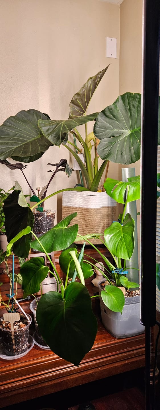 Customer photo review of Alocasia Regal Shields