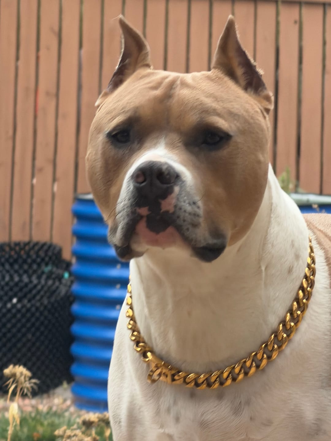 Customer photo review of Cuban Link 20mm Gold Chain Collar