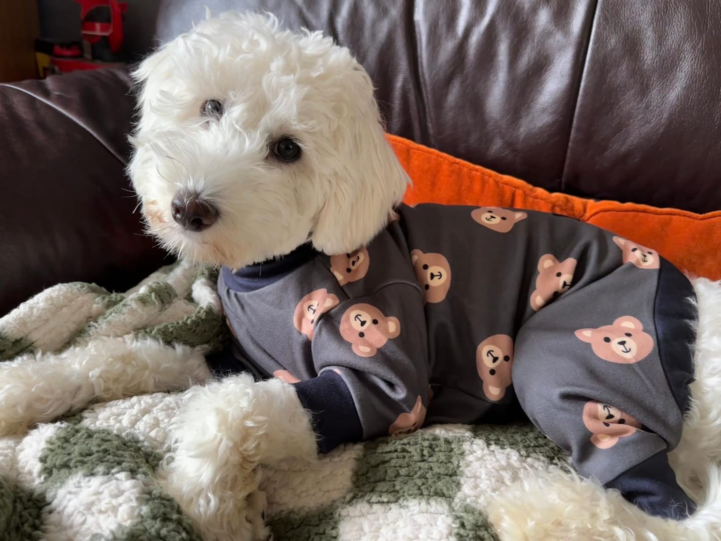 Customer photo review of Dog Pajama - Bear Black