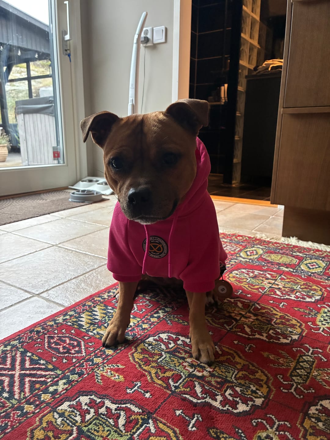 Customer photo review of Staffordshire Bull Terrier 1935® Hoodies - Fuchsia