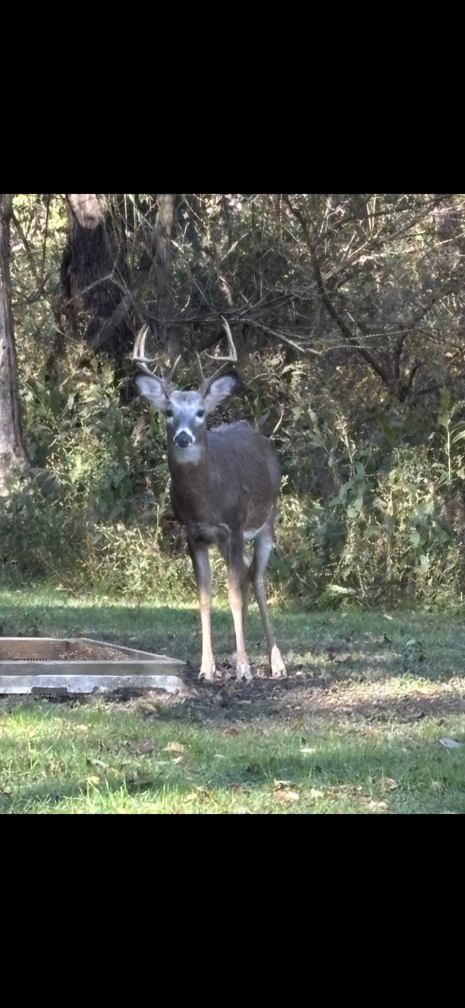 Customer photo review of VisTall 360 See-Through Ground Blind | 75-Inch 3 Person Pop Up Deer Blind with No-Trip Door | Portable Camo Hunting Blind with Blackout Curtain for Whitetail Deer Hunting