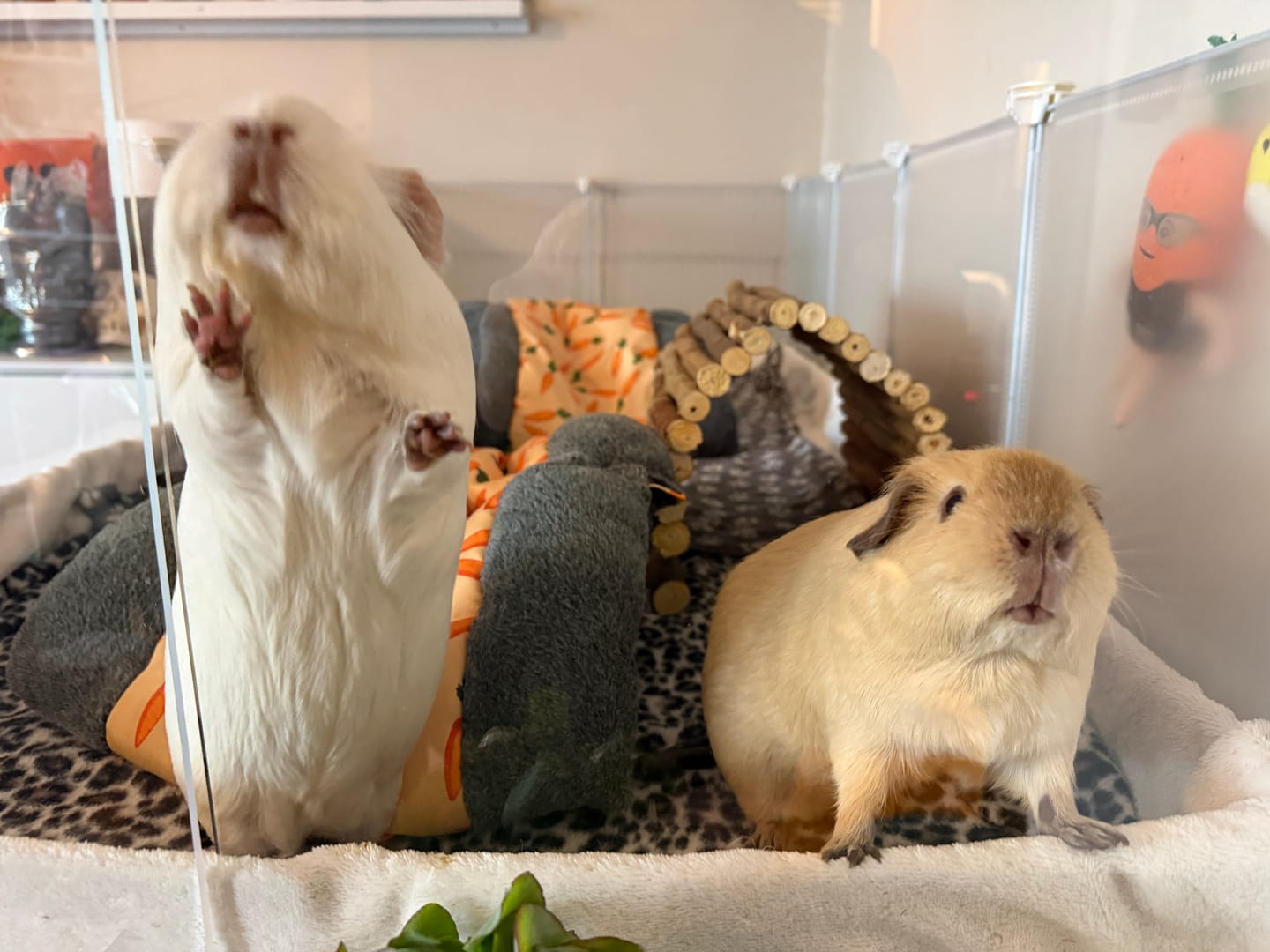 Customer photo review of Clear Acrylic Panels for C&C Guinea Pig Cage