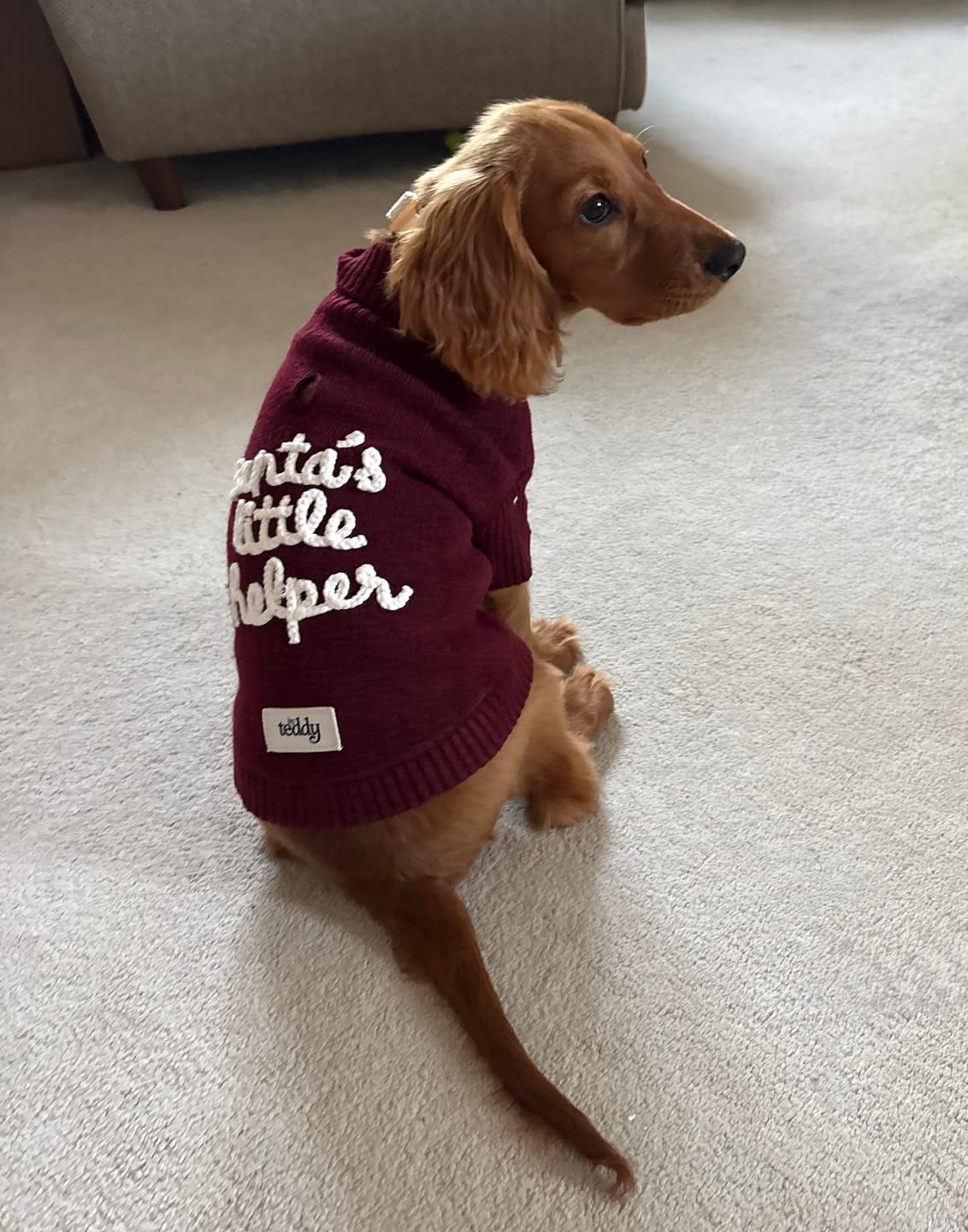 Customer photo review of Santa's Little Helper | Roll Neck Knit