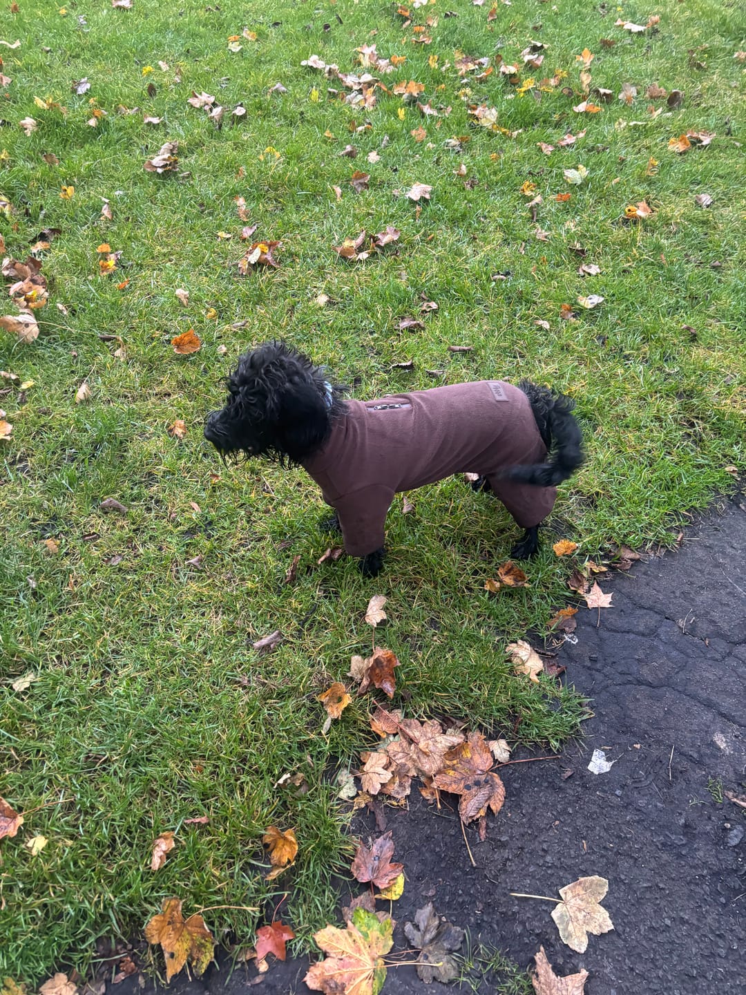 Customer photo review of Chocolate | The Capsule Fleece Bodysuit