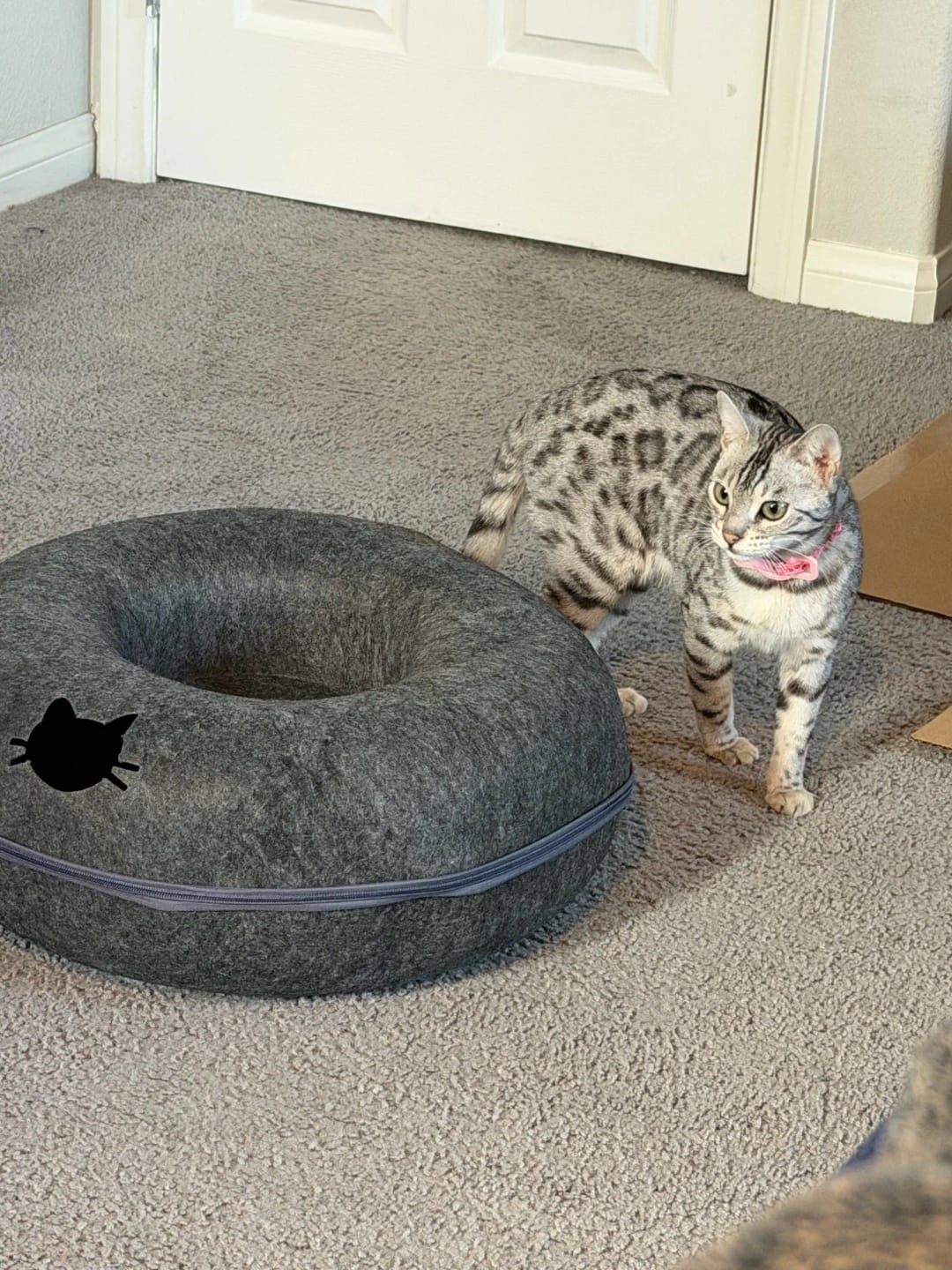 Customer photo review of The Cat Hideout Bed They'll Actually Use