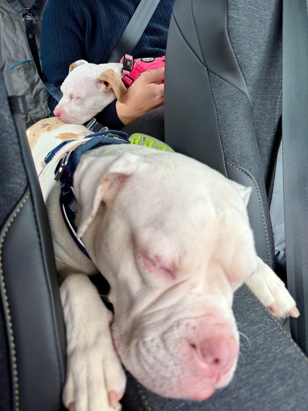 Customer photo review of Headrest Seat Belt