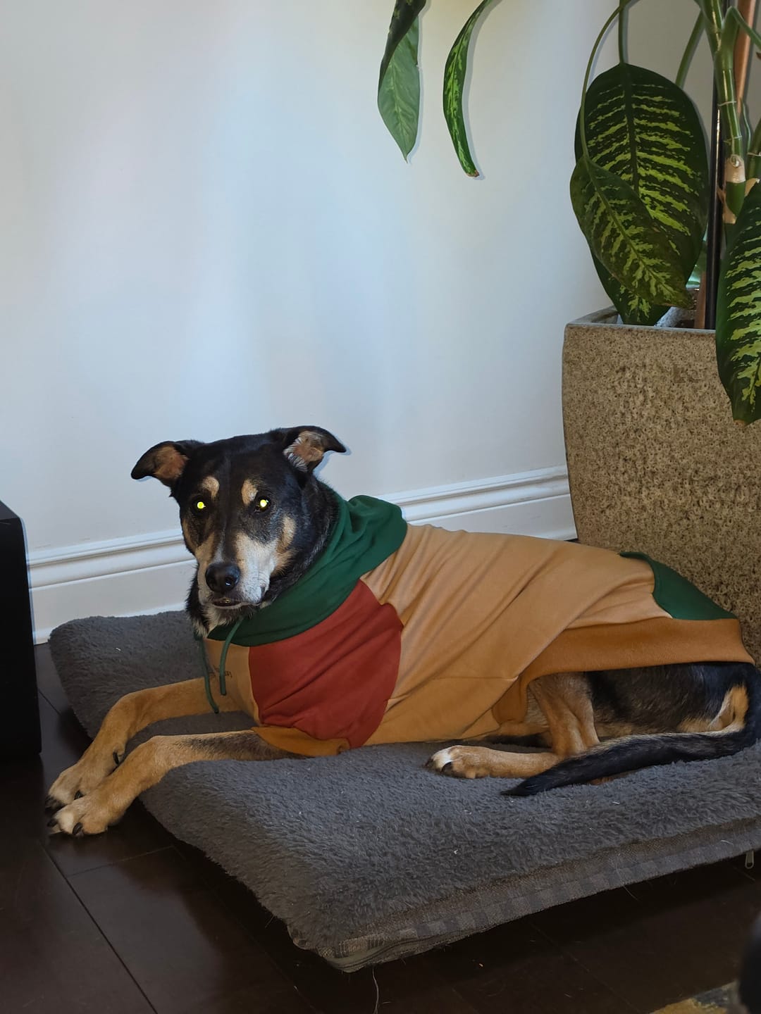 Customer photo review of Ranger Dog Hoodie