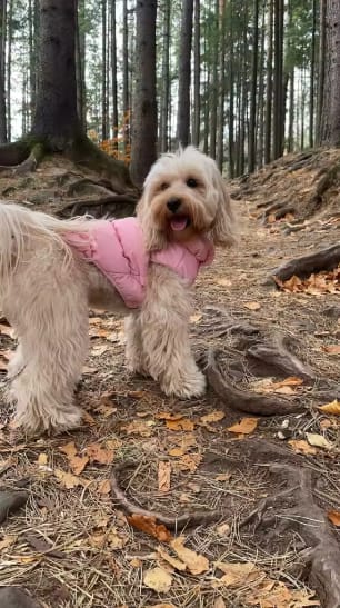 Customer photo review of Waterproof Puffer for Dogs