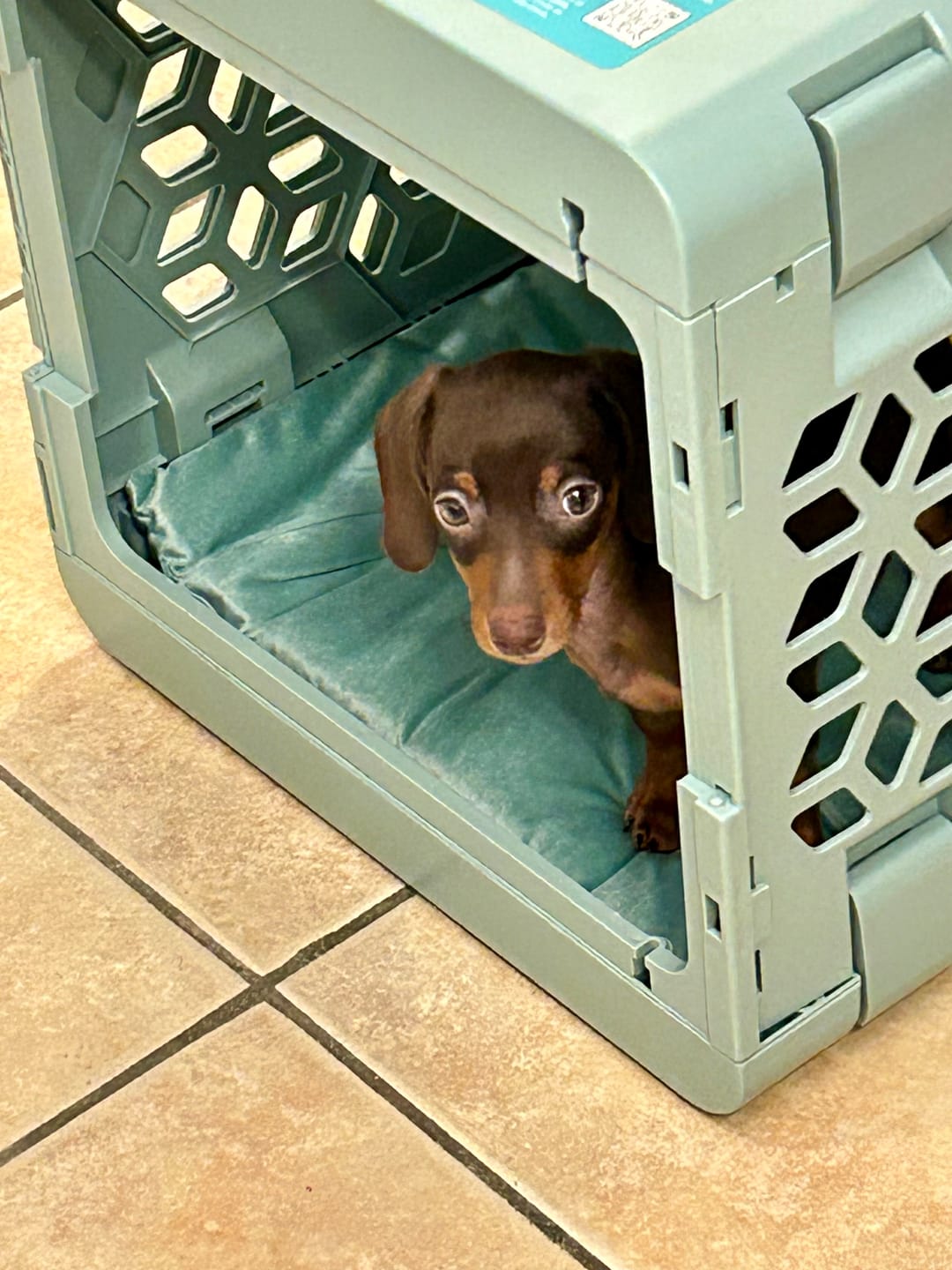 Customer photo review of PAWD®  Modern Collapsible Dog Crate