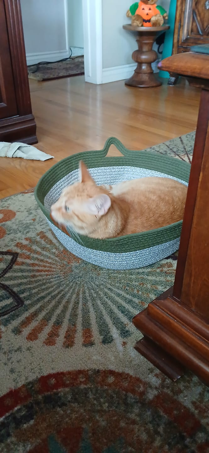 Customer photo review of Instinct Basket | Meet the first research-backed natural territory for indoor cats