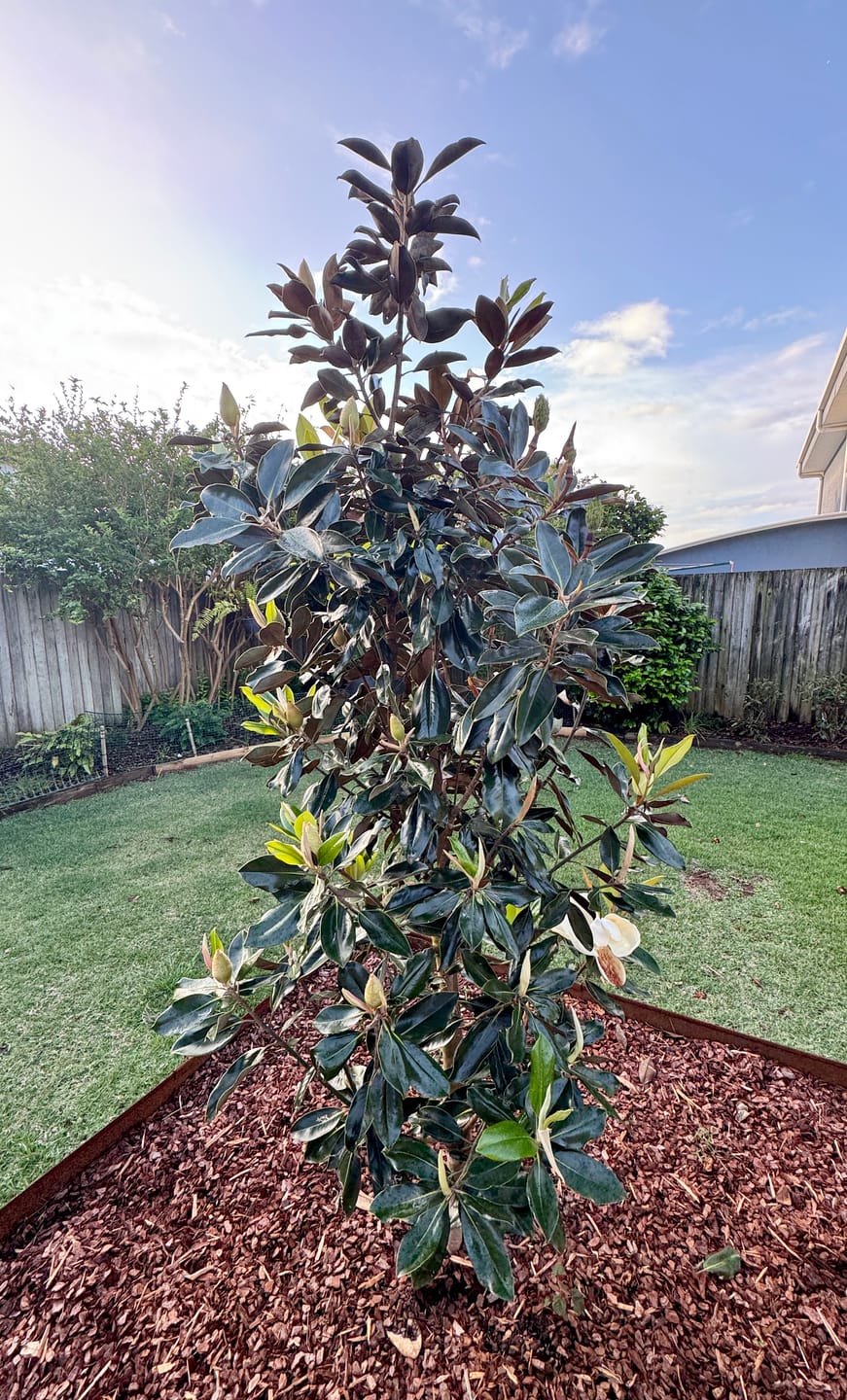 Customer photo review of Little Gem Magnolia - Magnolia grandiflora 'Little Gem'