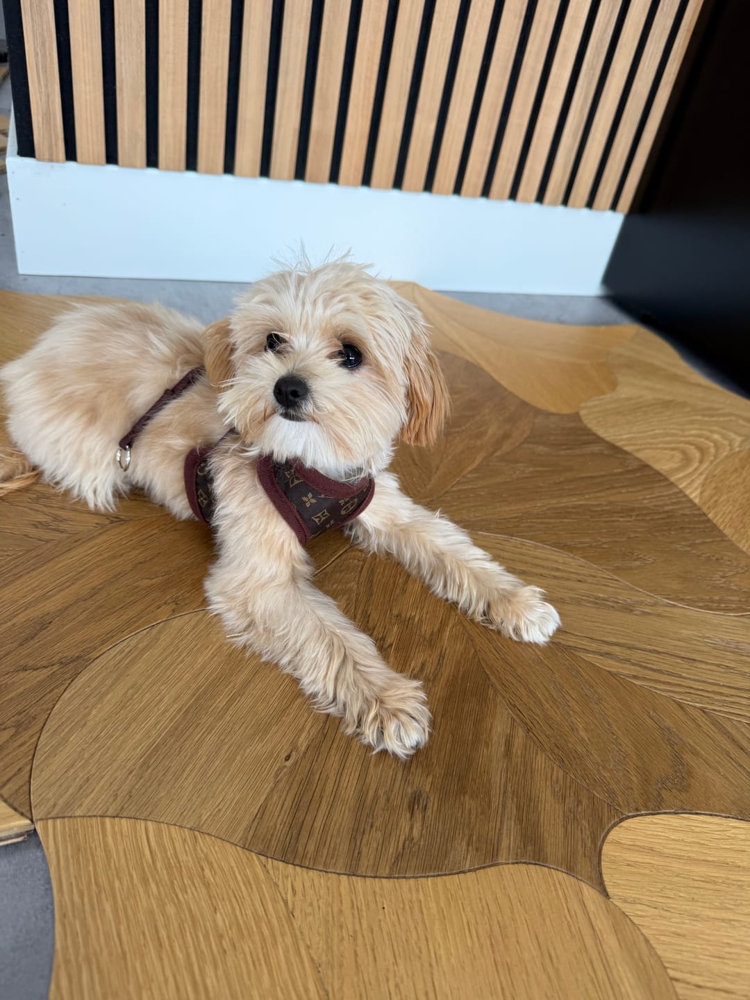 Customer photo review of Pettorina e guinzaglio Louis Pawtton