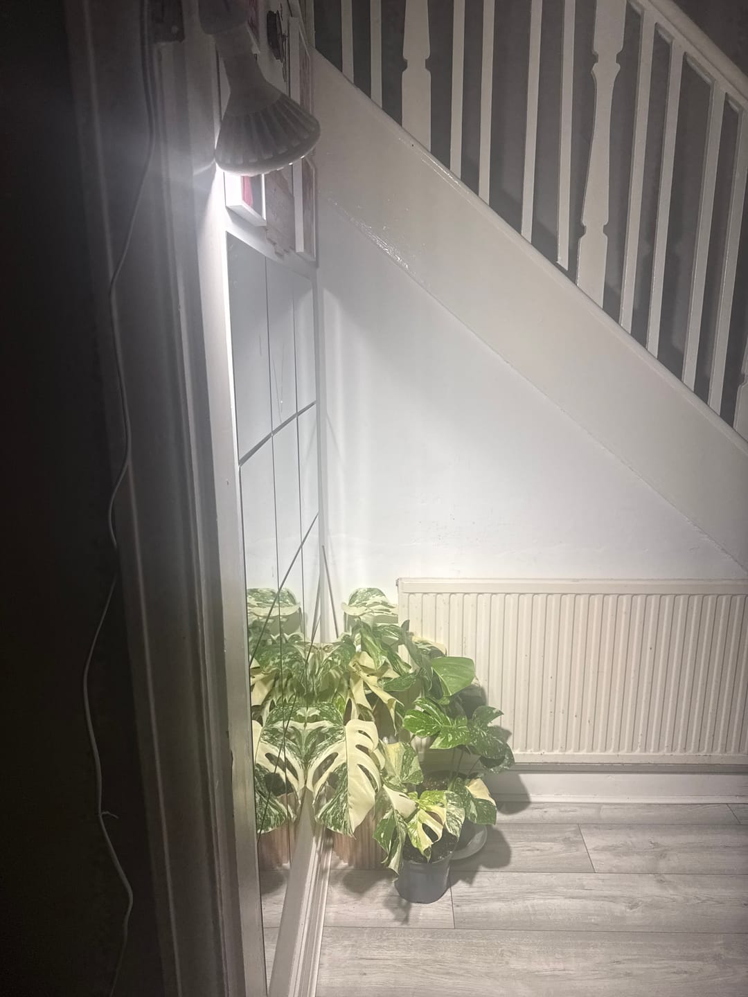Customer photo review of Pianta 30 Grow Light LED Bulb