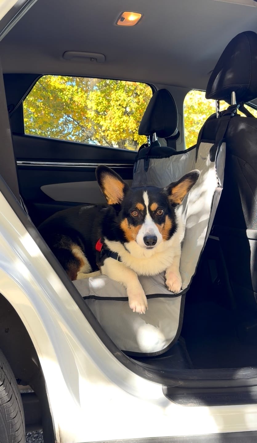 Customer photo review of Rear Seat Cover for Fold Down Seats with Hammock - Regular