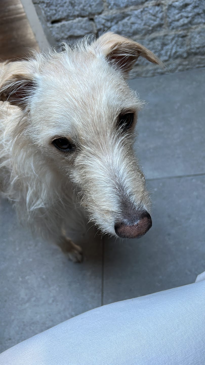 Customer photo review of Original Beef - Adult Dry Dog Food 15Kg