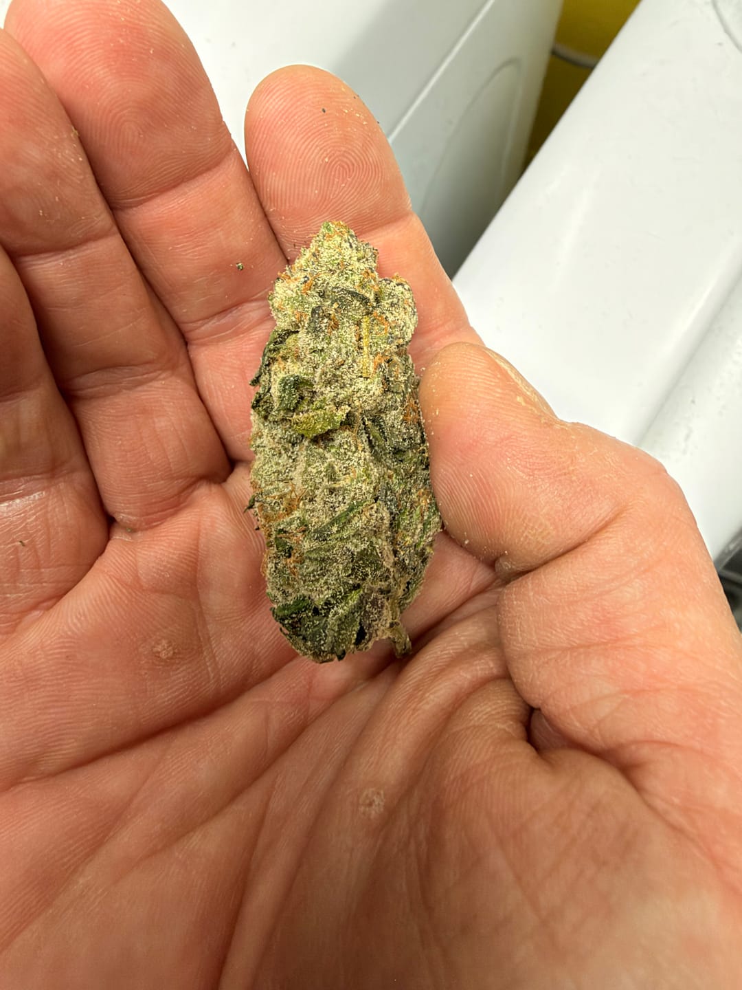 Customer photo review of Blue Dream THCA Flower (Exotic)