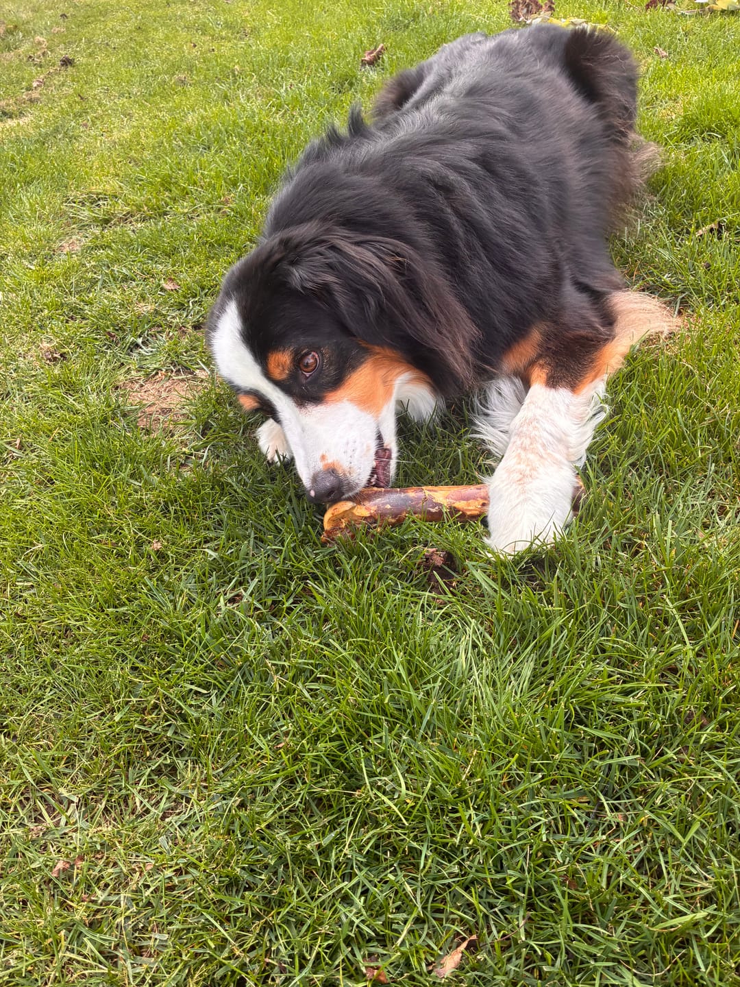 Customer photo review of Medium Ostrich Cane (10" x 3"): The Long-Lasting, Flavor-Packed Chew for Medium & Large Dogs