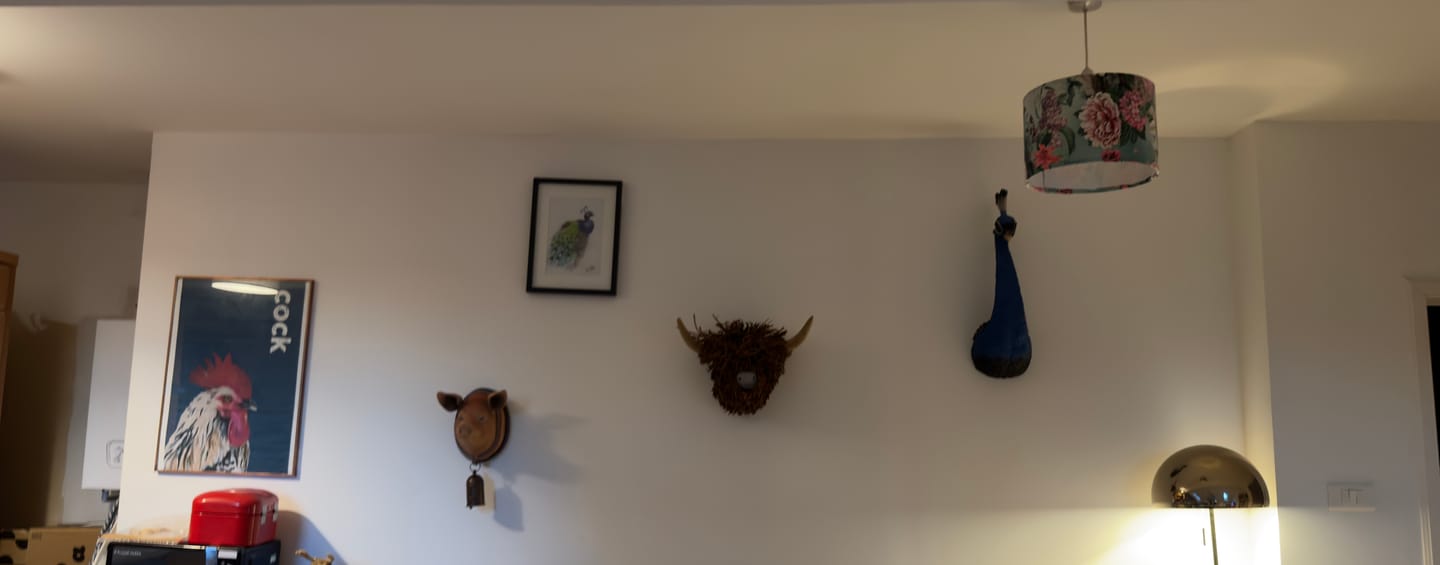 Customer photo review of Wall Mounted Head - Pretty Peacock
