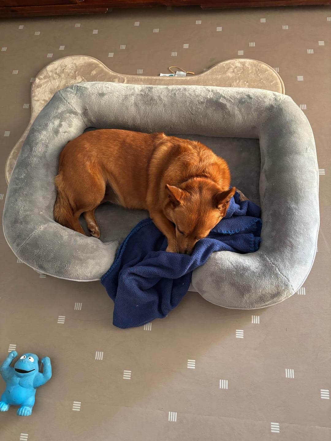 Customer photo review of Memory Foam Pet Sofa Bed