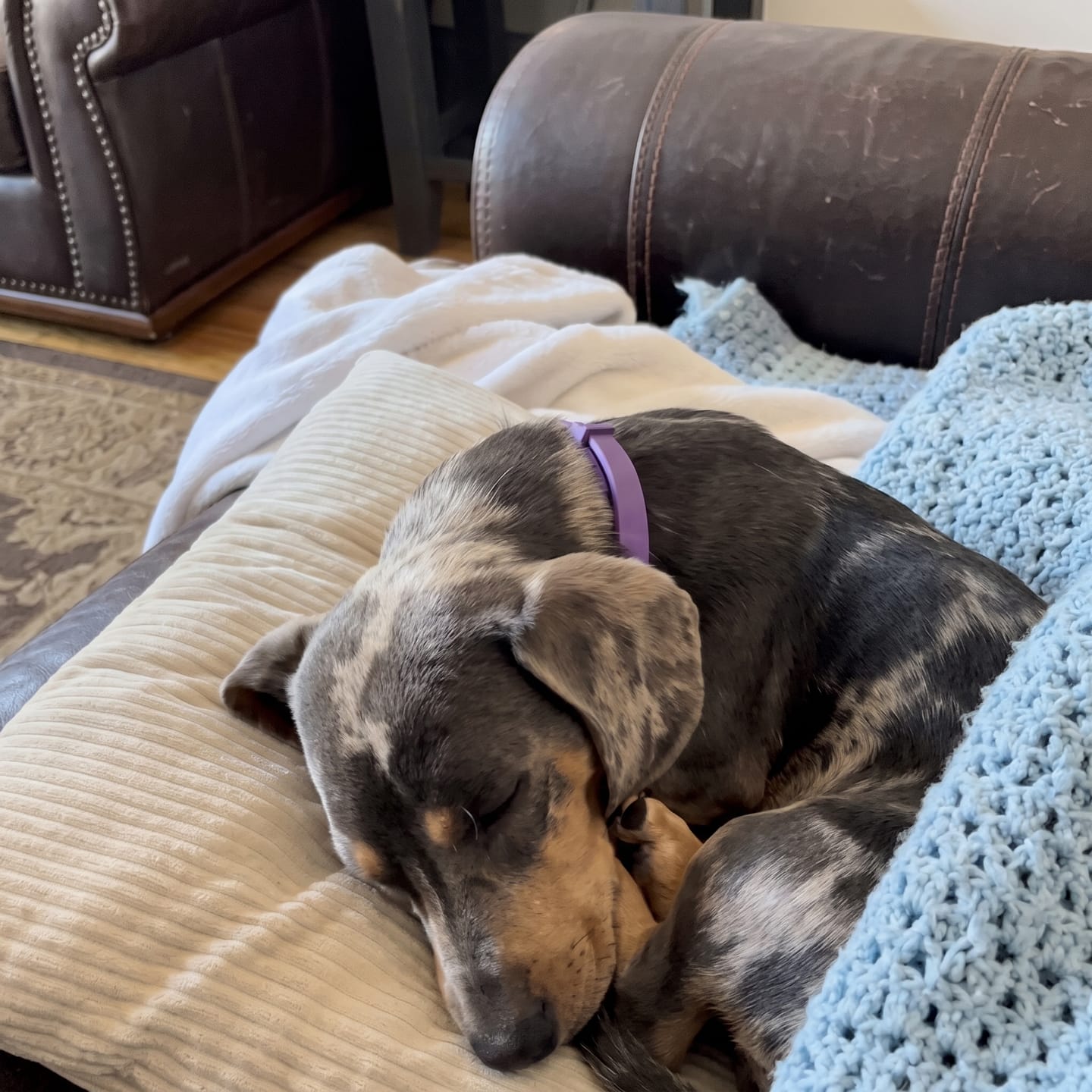 Customer photo review of SerenePaws™ Collar Calmante Natural con Feromonas