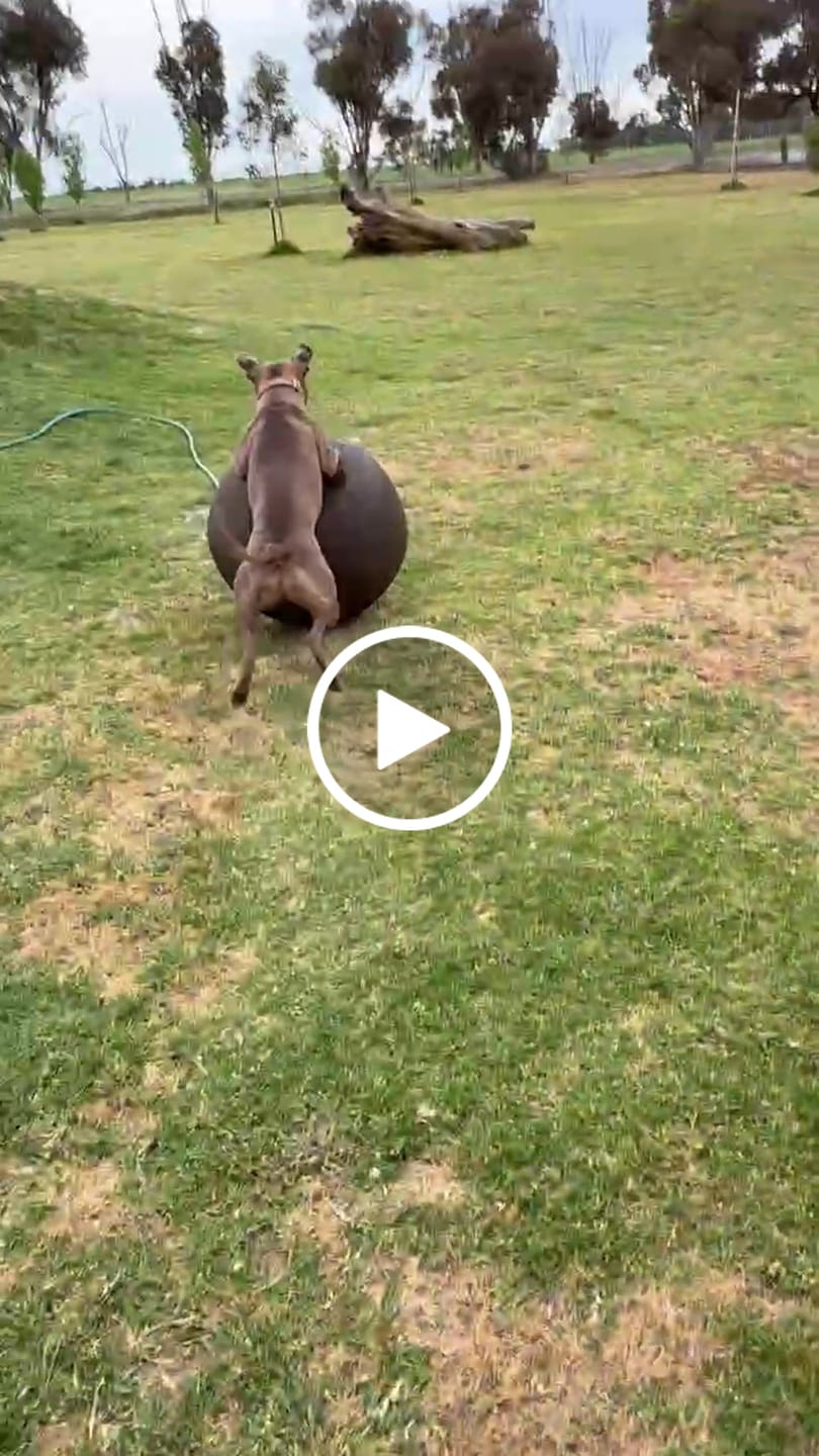 Customer video review of Outback Herder