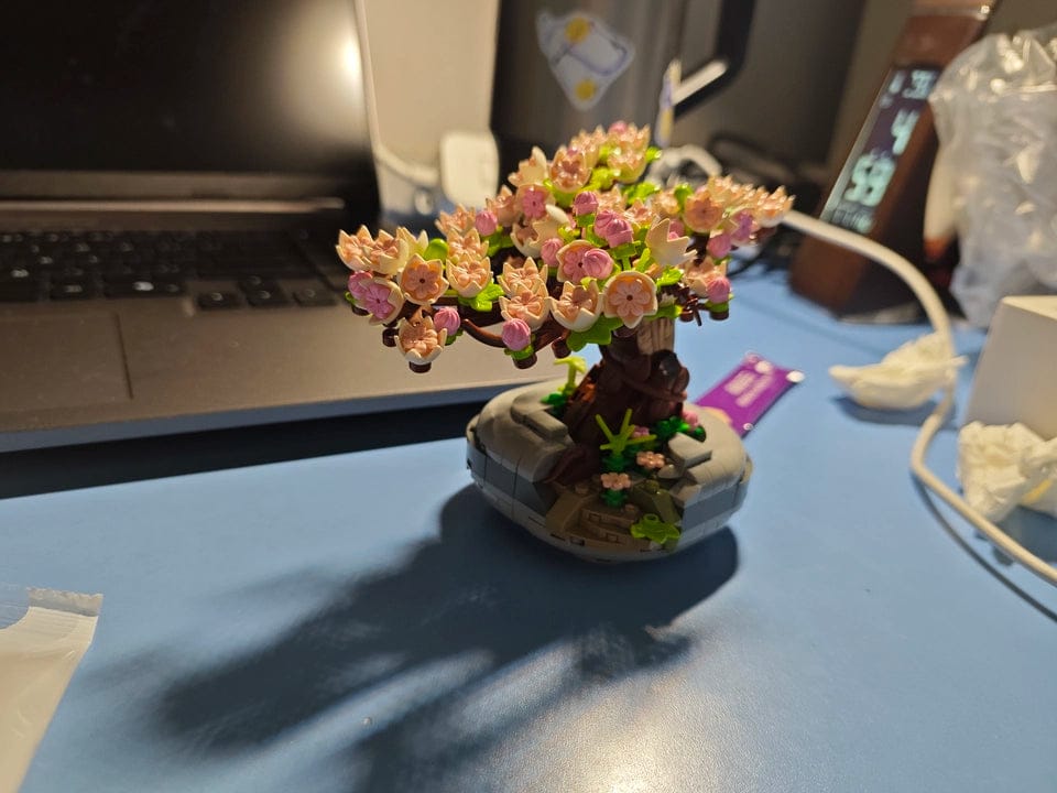 Customer photo review of Sakura Tree Bonsai (Set 1661)