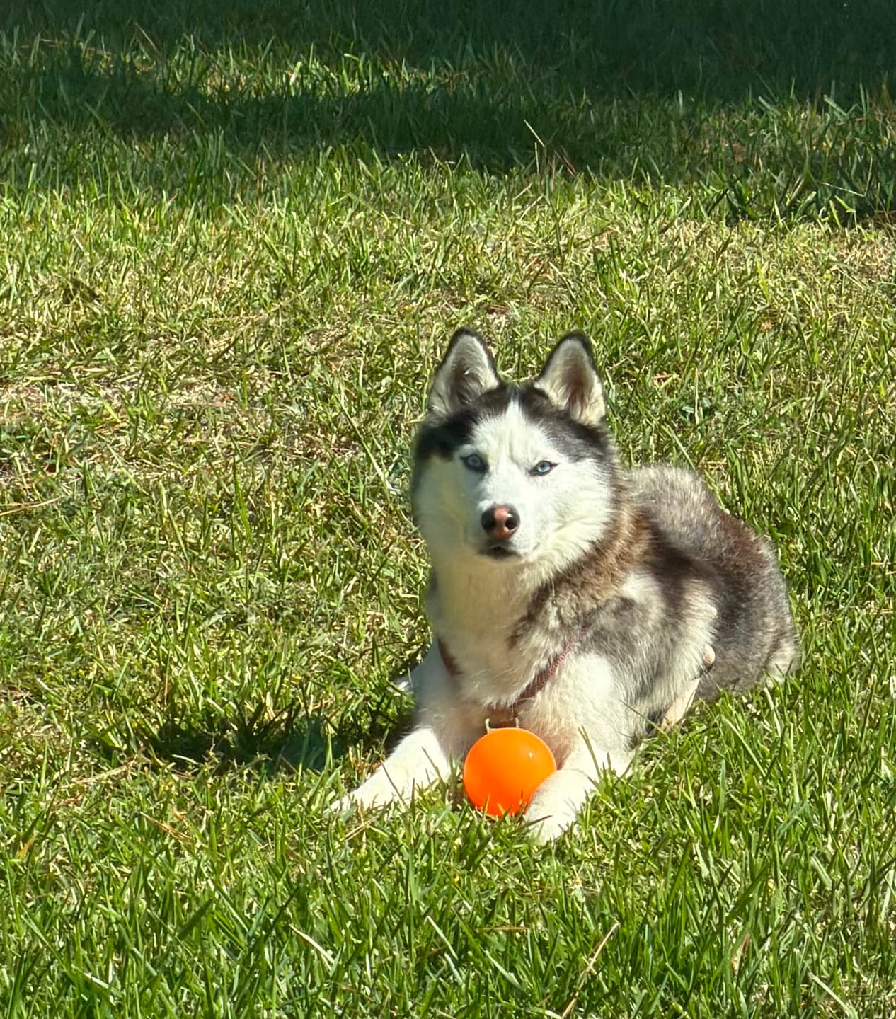 Customer photo review of Fetch & Glow Balls