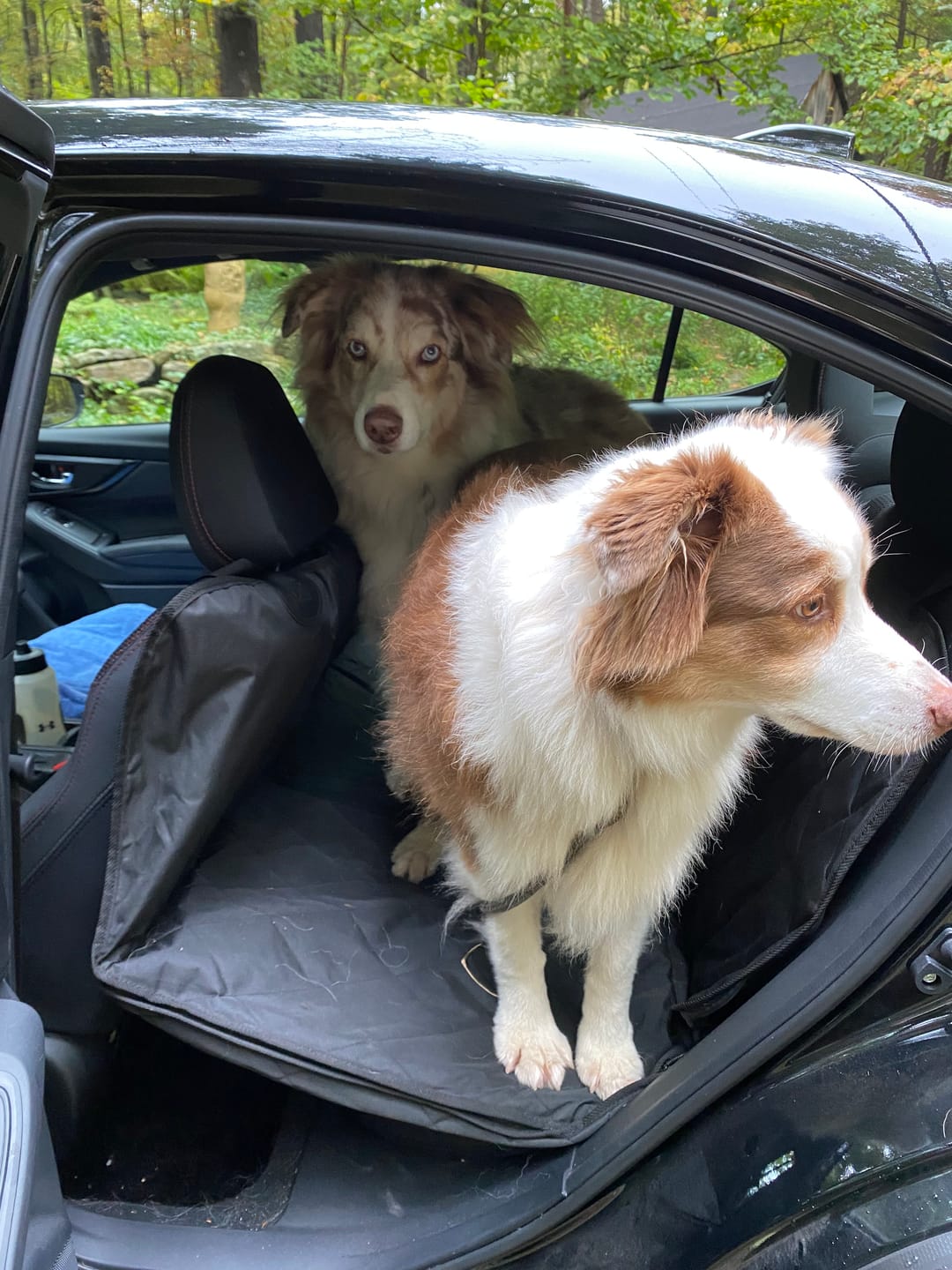 Customer photo review of 4Knines Hard Bottom Extender Car Seat Cover for Dogs - Regular