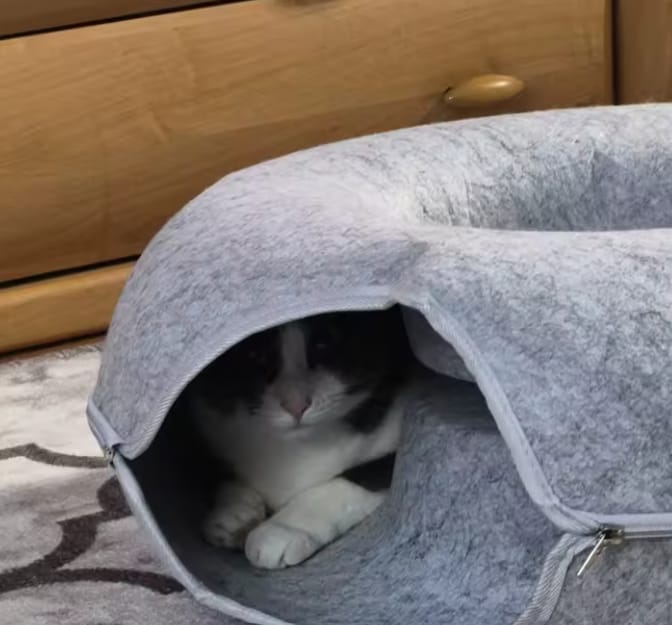 Customer photo review of The Cat Hideout Bed They'll Actually Use