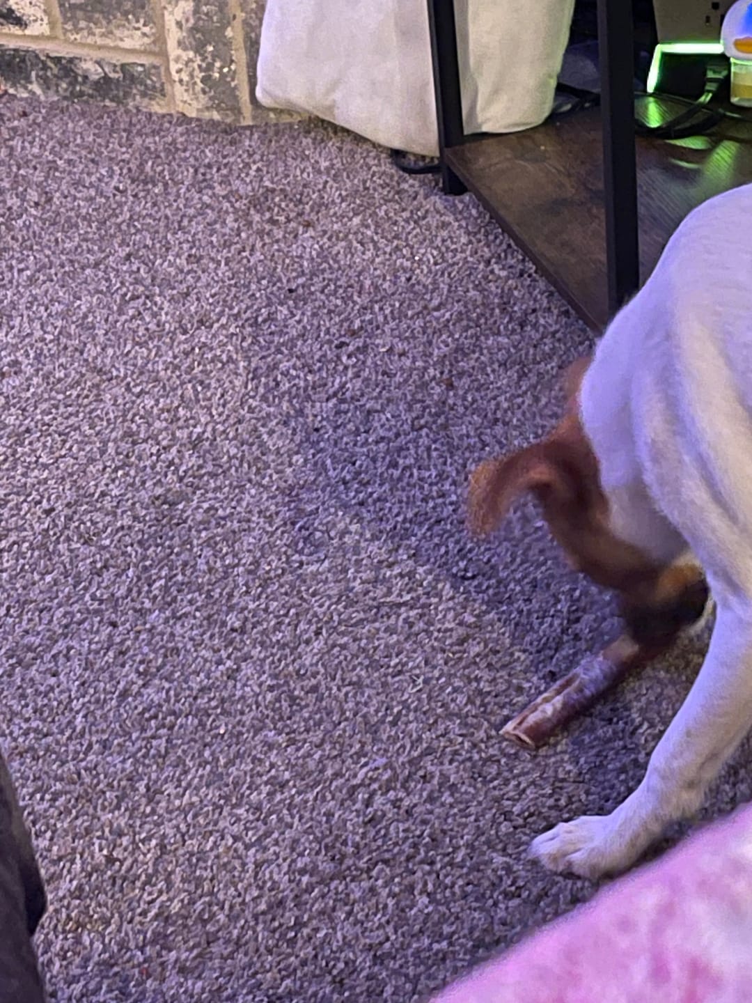 Customer photo review of 6 Inch Monster Bully Stick