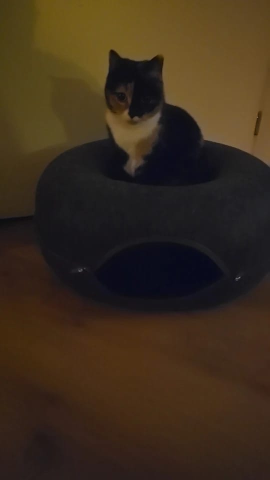 Customer photo review of The Cat Hideout Bed They'll Actually Use