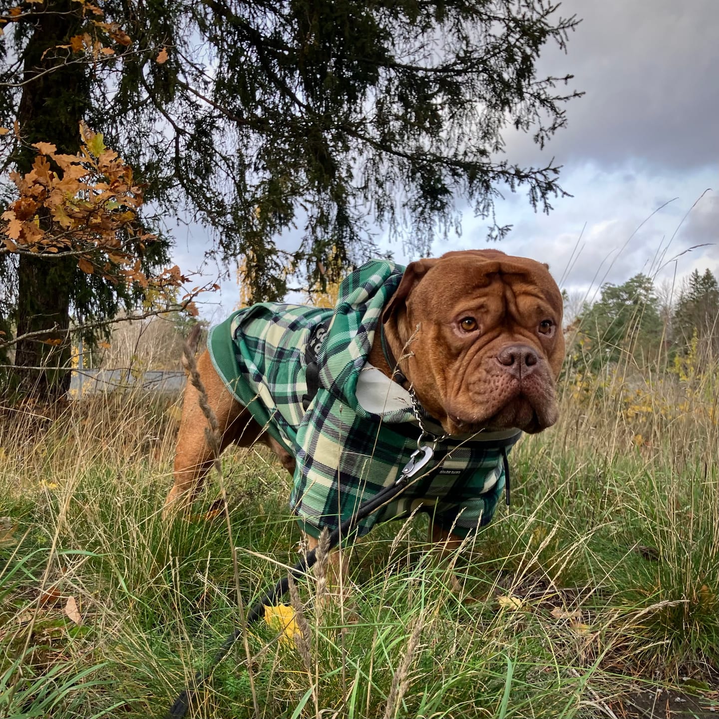 Customer photo review of Plaid Dog Hoodies