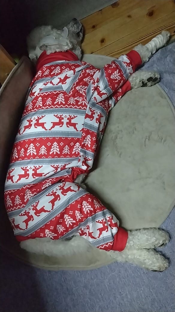 Customer photo review of Dog Christmas Pajama - Winter Wonderland