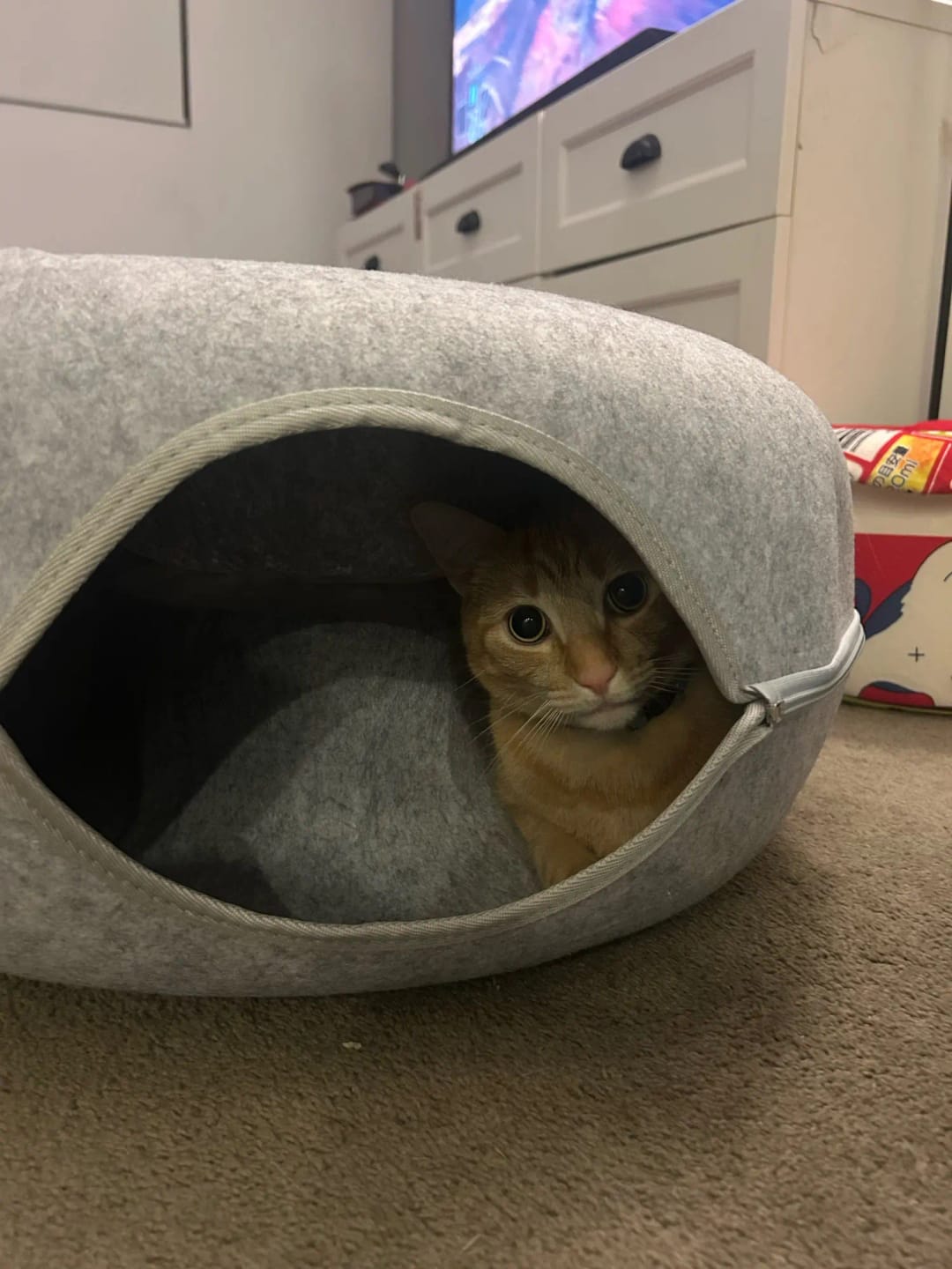 Customer photo review of The Cat Hideout Bed They'll Actually Use