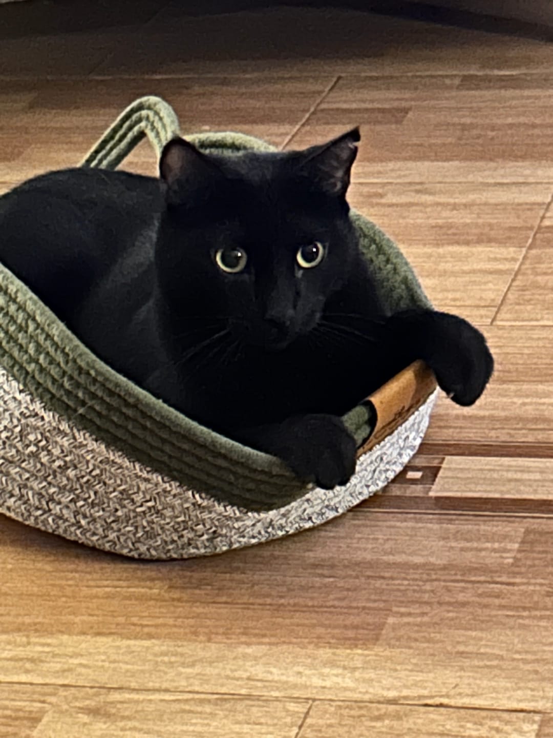 Customer photo review of Instinct Basket | Meet the first research-backed natural scratcher for indoor cats