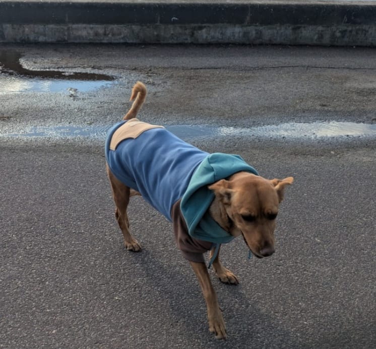 Customer photo review of Alpine Dog Hoodie
