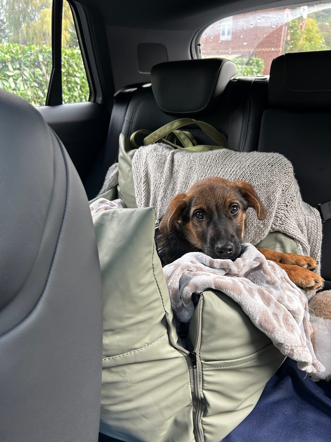 Customer photo review of Dog Dock V2 New & Improved ISO Fix