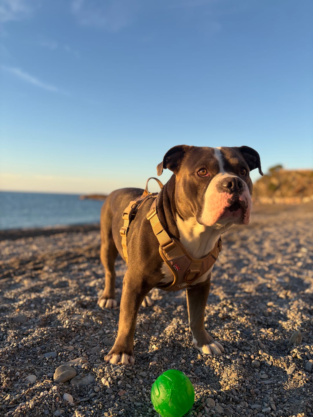 Customer photo review of Anti Pull Hurricane Harness Lighter | With Handle - Tan X Tan