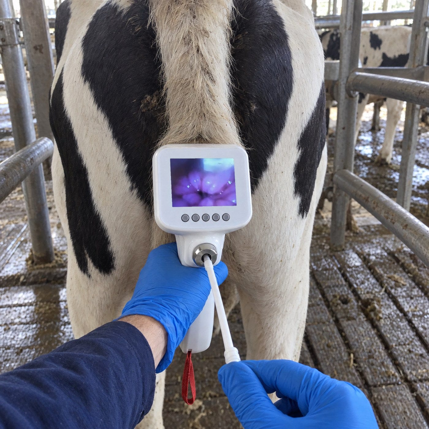 Customer photo review of Kiba Scope Cattle Camera Insemination Gun