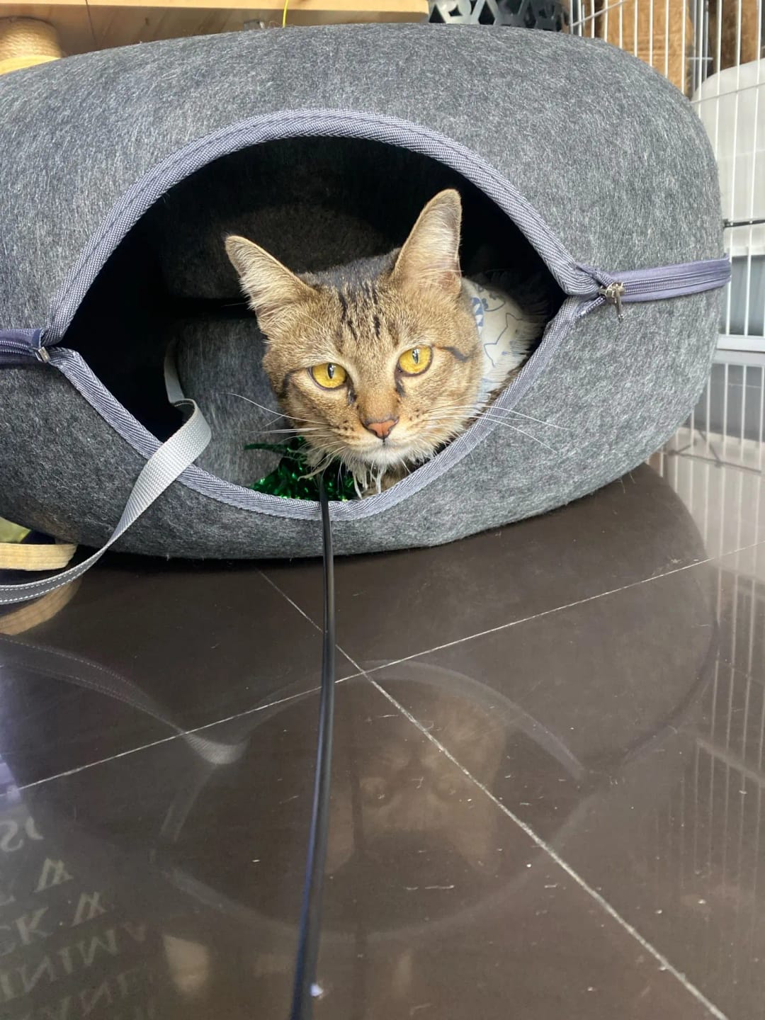 Customer photo review of The Cat Hideout Bed They'll Actually Use