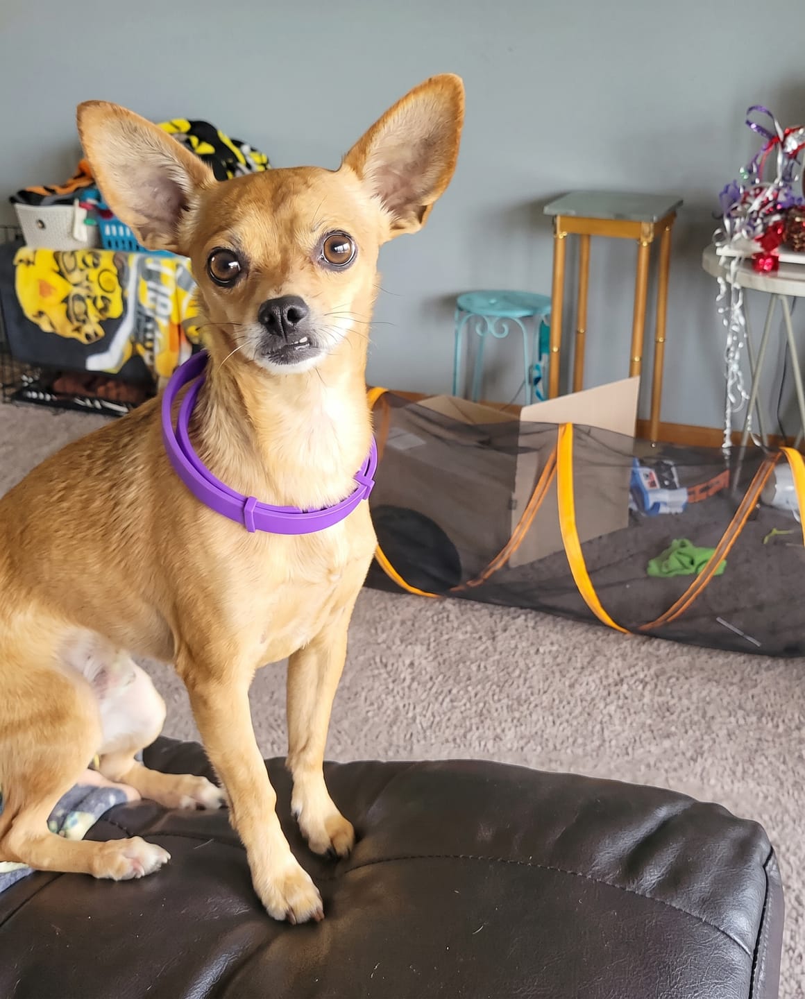 Customer photo review of SerenePaws™ Collar Calmante Natural con Feromonas