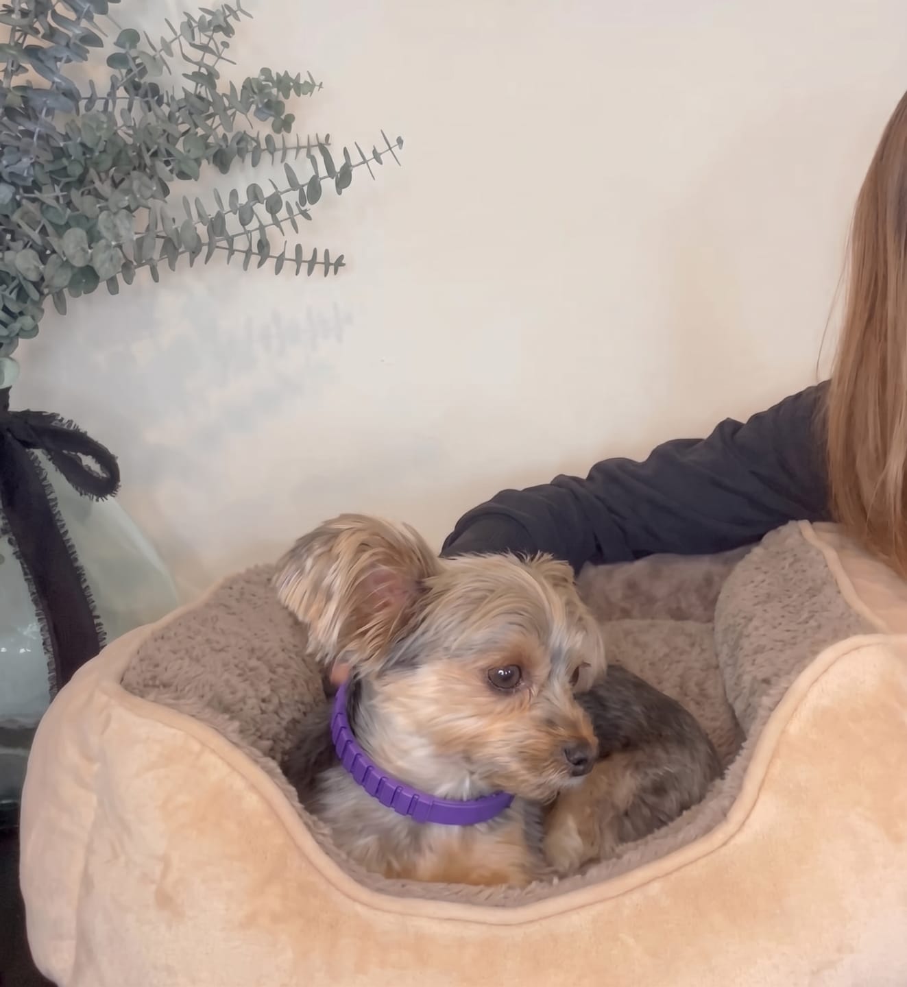 Customer photo review of SerenePaws™ Collar Calmante Natural con Feromonas