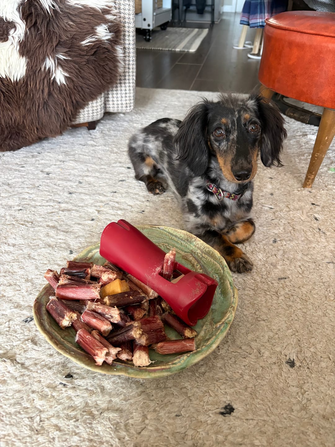 Customer photo review of 6 Inch Thick Bully Stick
