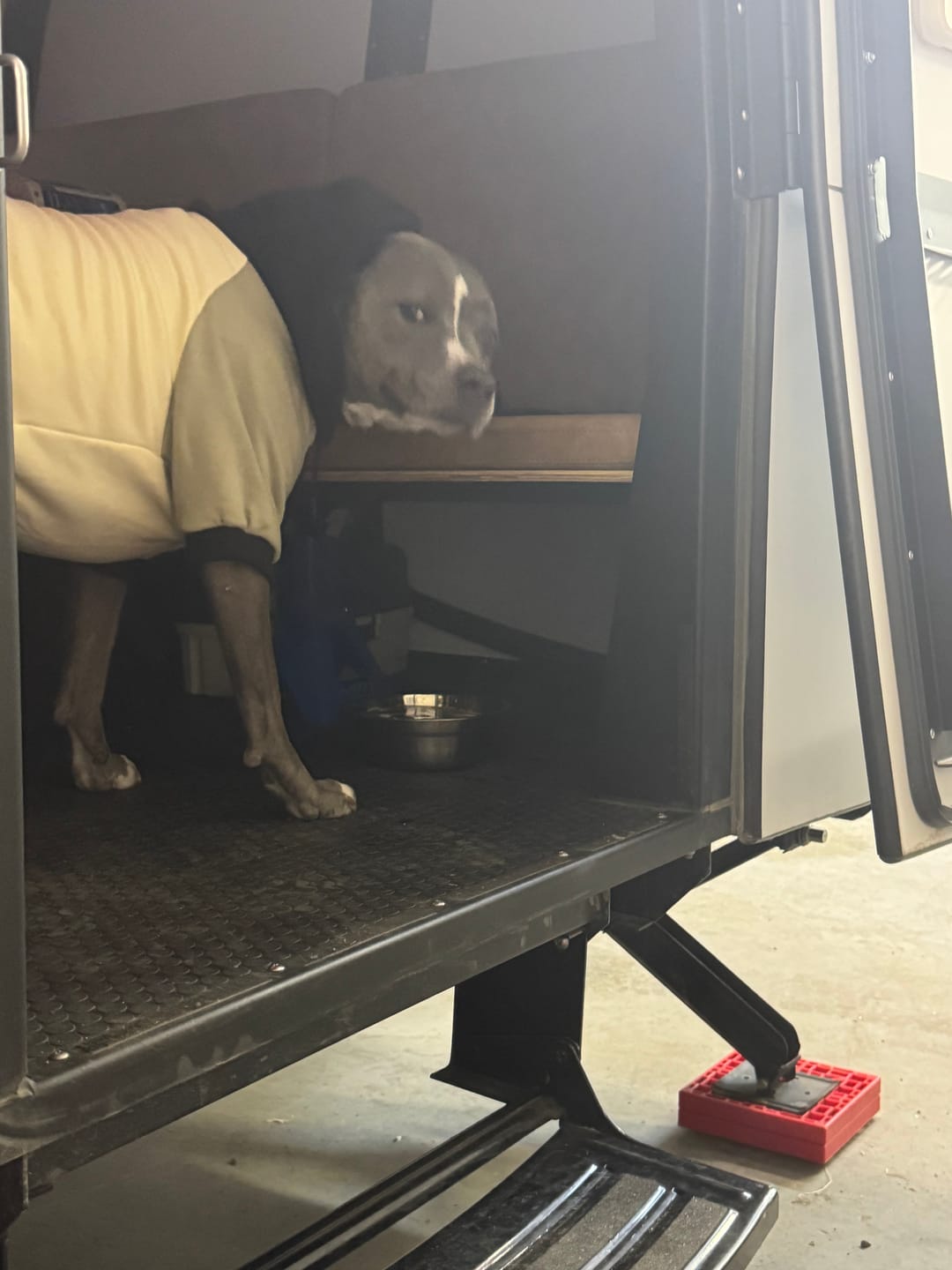 Customer photo review of Olive Cream Dog Hoodie