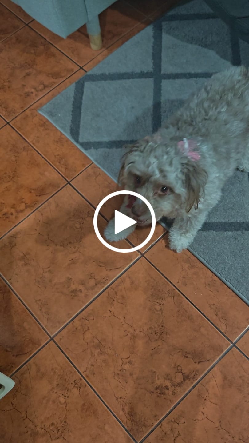 Customer video review of PetFamily Foods Cerdo Nordico