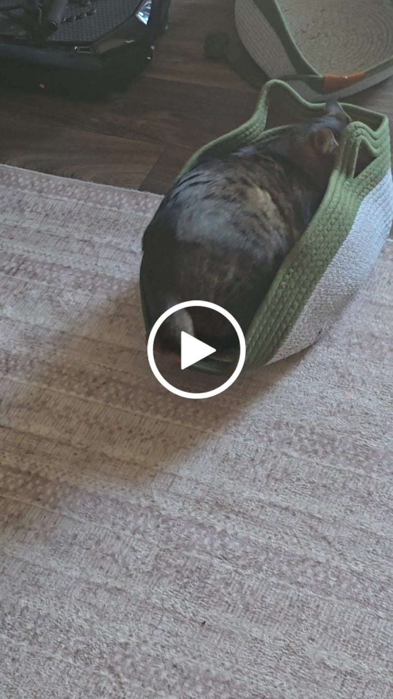 Customer video review of Instinct Basket | Meet the first research-backed natural scratcher for indoor cats