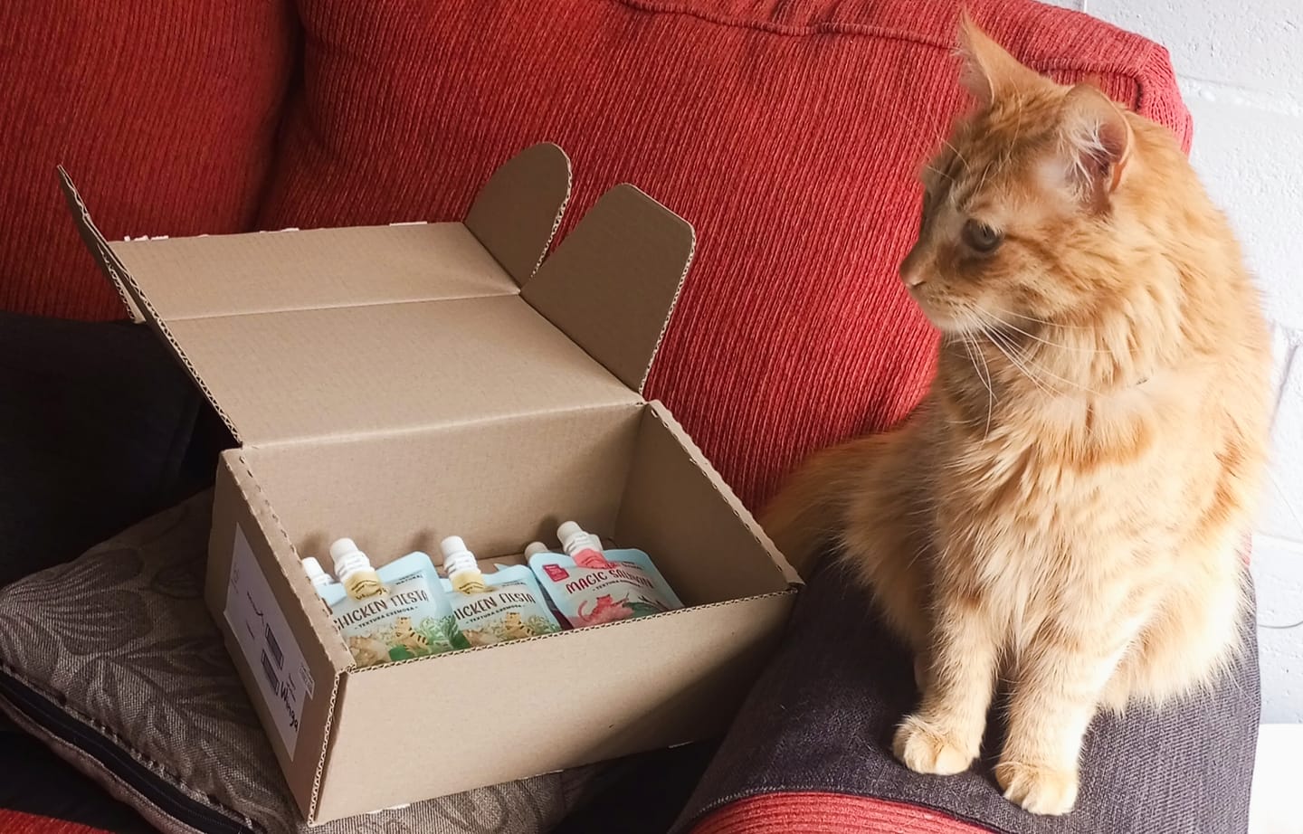 Customer photo review of Prebiotic Salmon Gatos