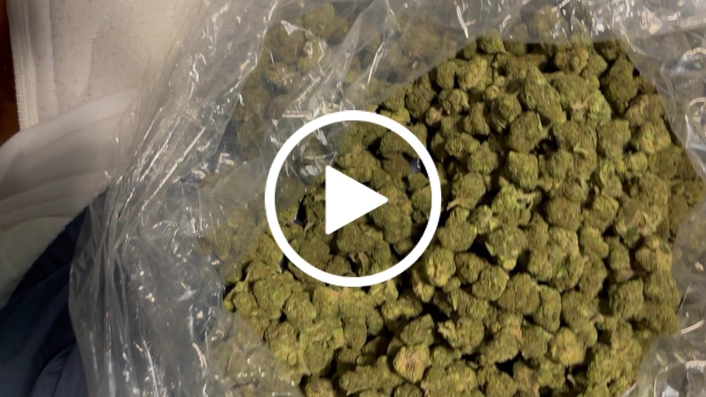 Customer video review of Gold Punch (Indoor Smalls) – Bulk THCA Flower 1 lb