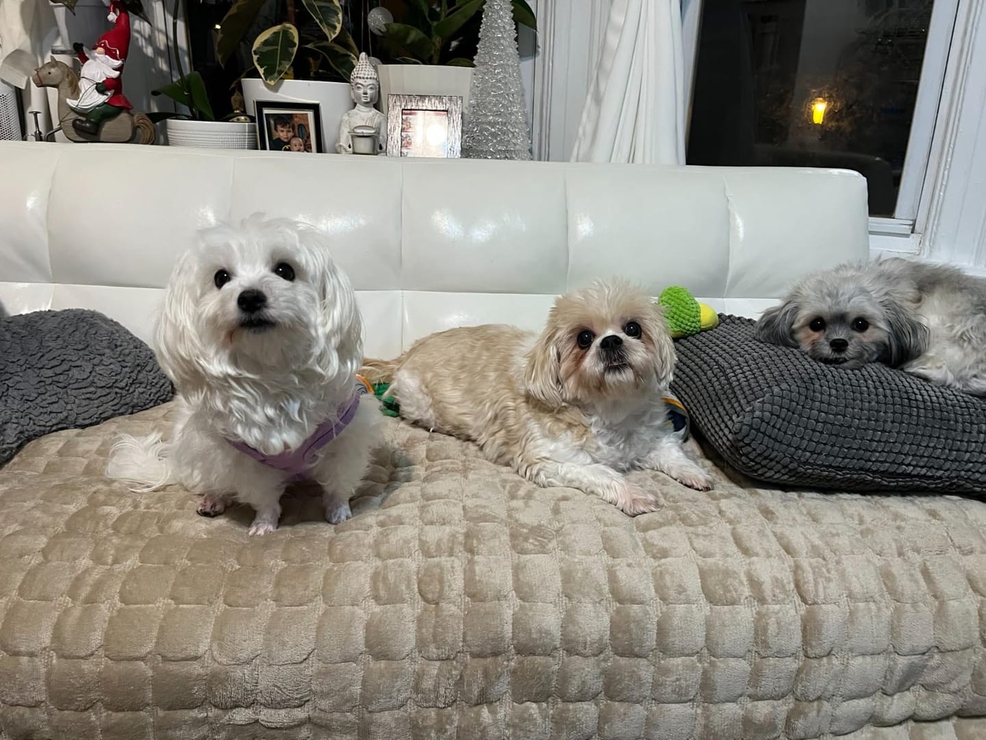 Customer photo review of pawandplush - Couch Cover