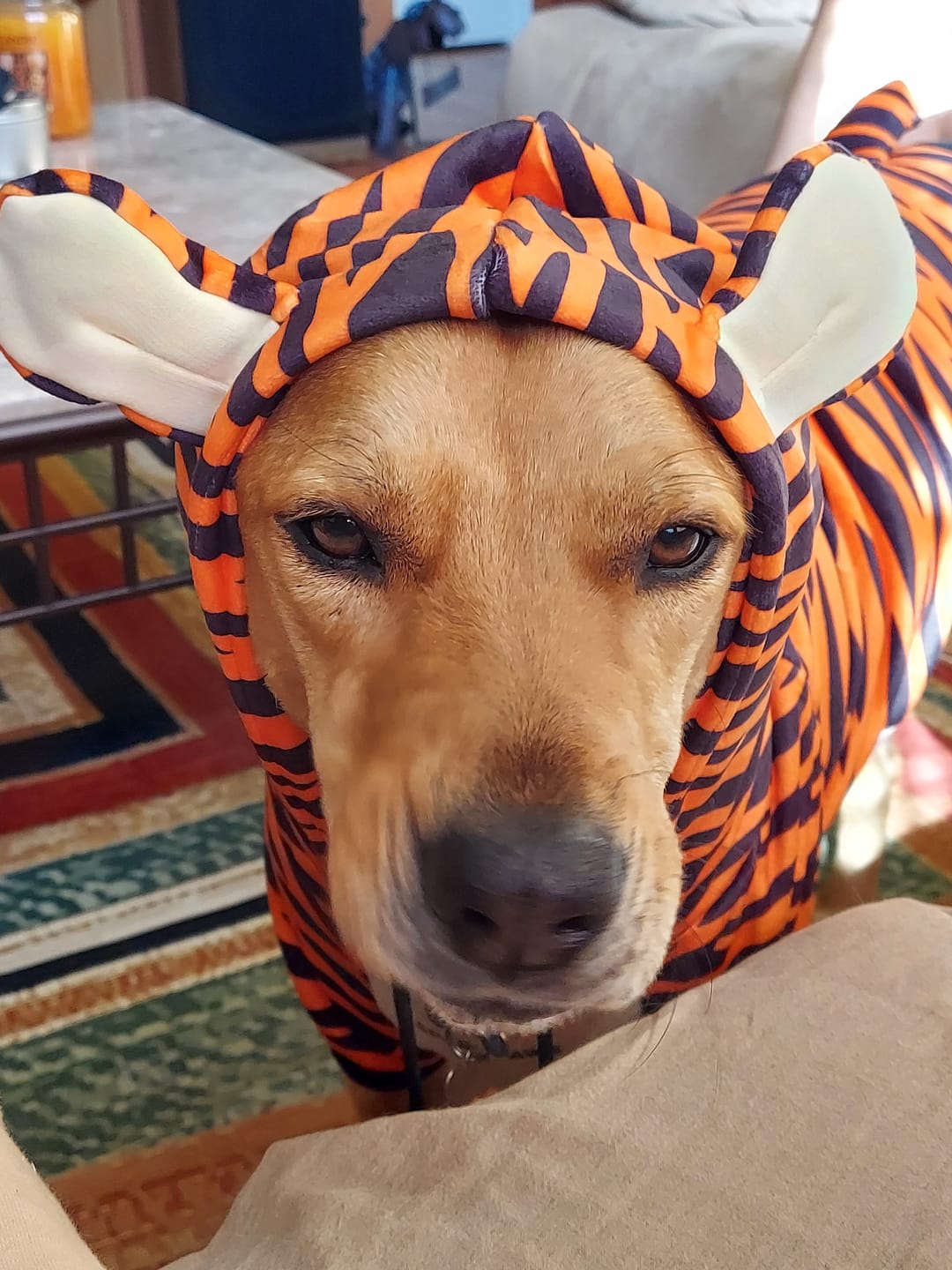 Customer photo review of Halloween Dog Hoodie - Tiger